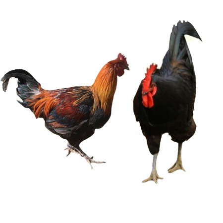   卡拉达 香格里拉藏土鸡(公鸡)