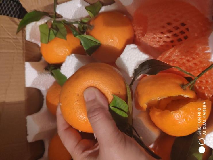 爱媛果冻橙净重7.8-8斤(大果16-18颗)