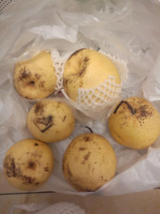 当季鲜果正宗赵县赵州雪花梨净重4斤拍下送1斤共5斤